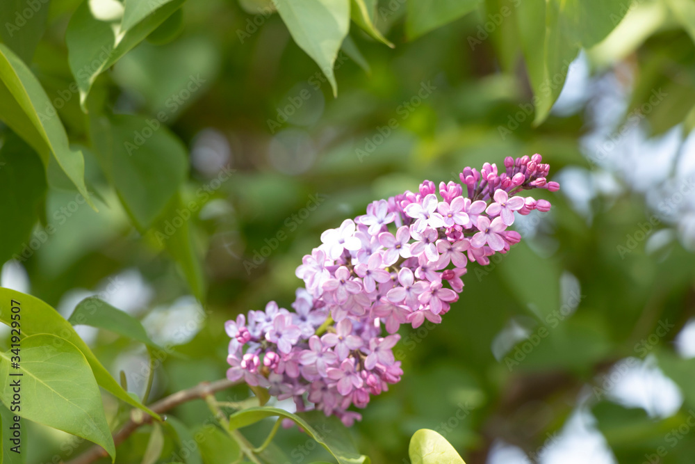 Spring flowering around us. Lilac bush. Sunny day. Red flowers in a hand. Beauty. Spring flowering around us. Lilac bush. Sunny day. Red flowers in a hand. Beauty.