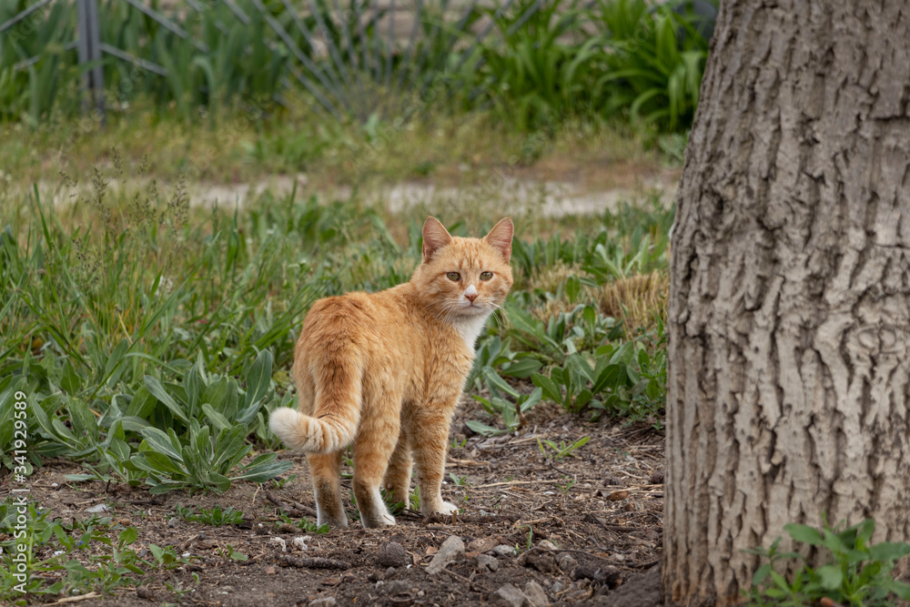 Fototapeta premium A multi-colored wild cats walks outdoors. Sunny day, soil, green plants. Cute.