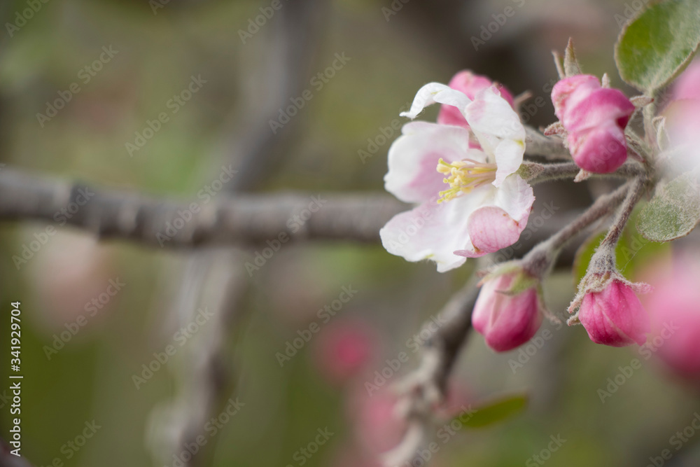 Spring flowering on trees and bushes. Nature wakes up. Pink flowers. Apple tree. Spring flowering on trees and bushes. Nature wakes up. Pink flowers. Apple tree.