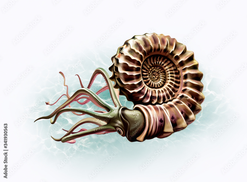 realistic drawing Ammonoidea realistic drawing Ammonoidea