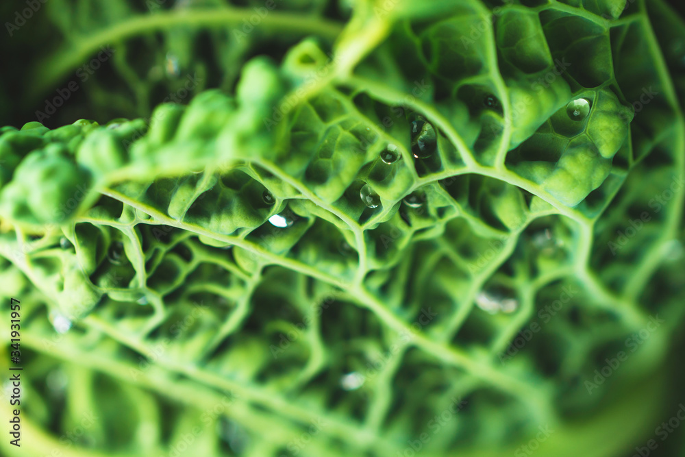 Green leaf of cabbage with drops of water. Close-up. Healthy food. The texture of cabbage. Green background. Green leaf of cabbage with drops of water. Close-up. Healthy food. The texture of cabbage. Green background.