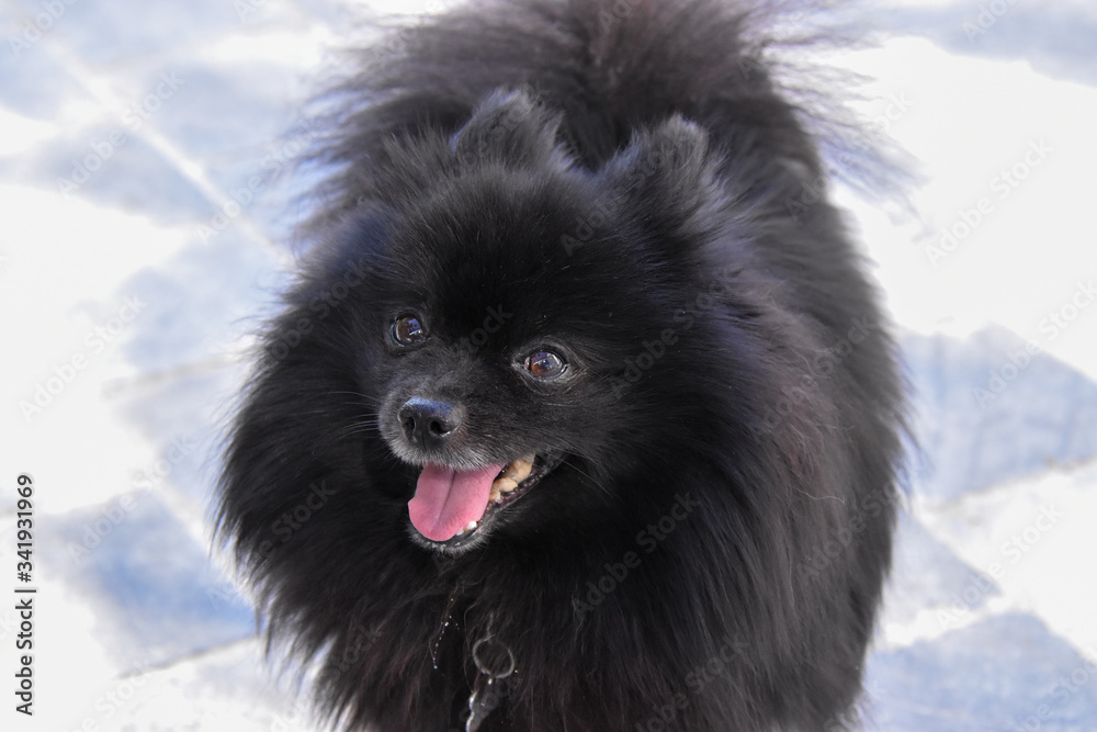 Spitz nain Spitz nain