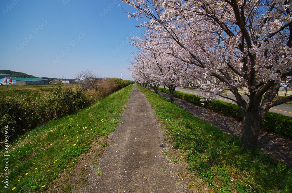 細道と桜