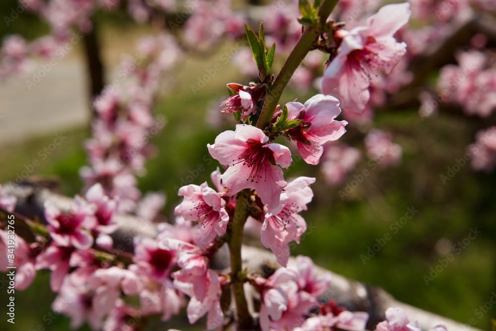 Obraz premium 복숭아 나무 꽃을 피우다.