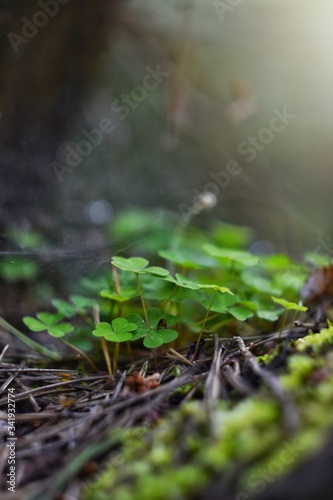 clover leaves close-up, background blurred, macro