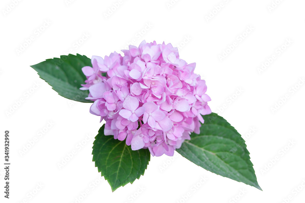 Pink Hydrangea flower bloom with leaf in the garden isolated on white background included clipping path. Pink Hydrangea flower bloom with leaf in the garden isolated on white background included clipping path.