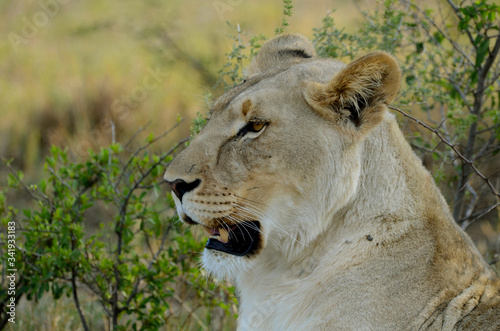 Side View of African Female Lioness