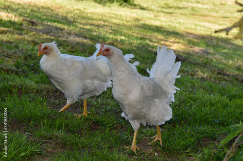 Poule Leghorn photo