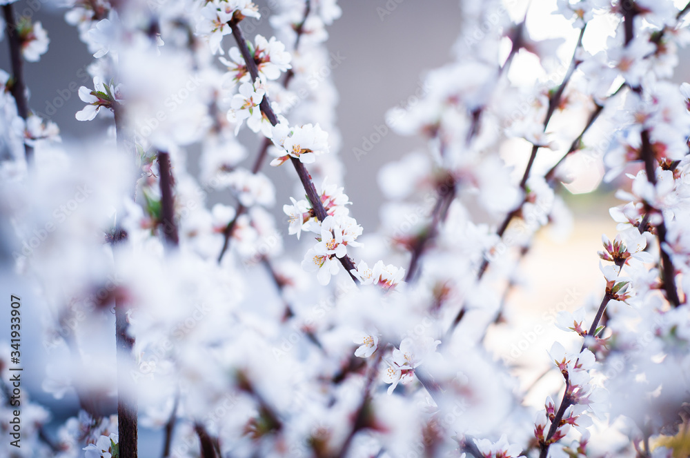 A very beautiful photo of cherry blossoms in delicate purple pink tones. A very beautiful photo of cherry blossoms in delicate purple pink tones.