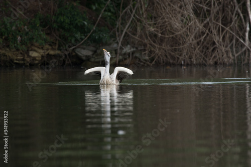 Taking Off the spot billed pelican from water with splashing the water drops.