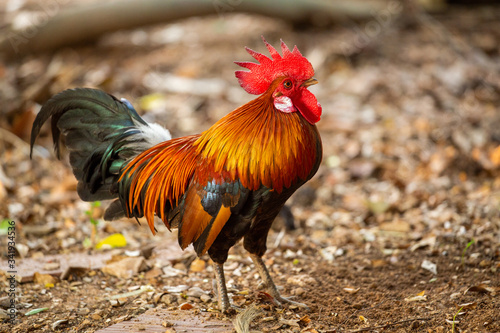 Red jungle fowl, natural light during the day © jakkrid