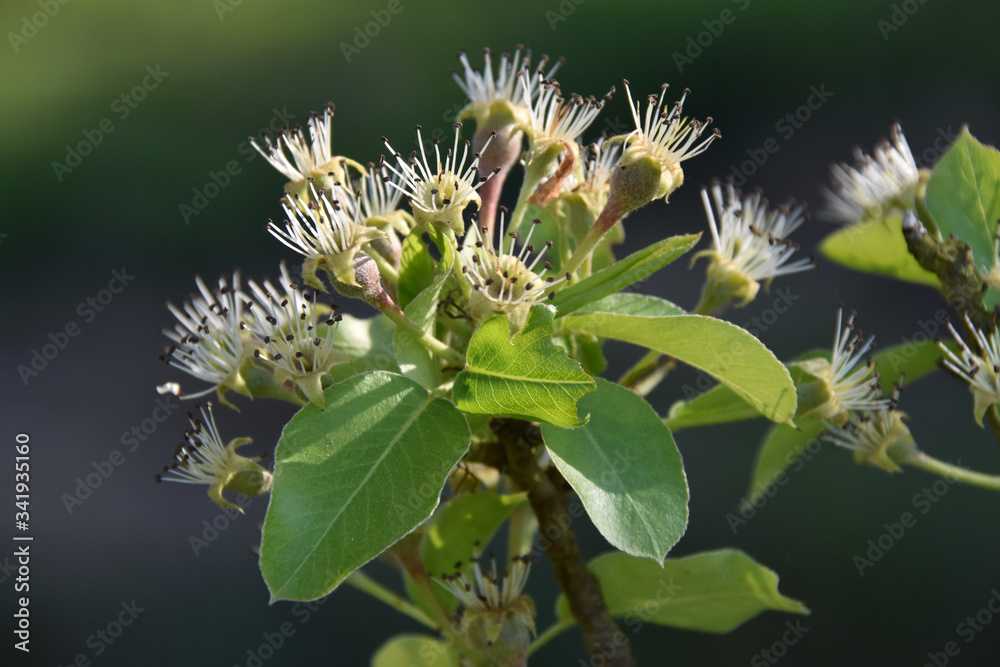 Fleurs de poirier Fleurs de poirier