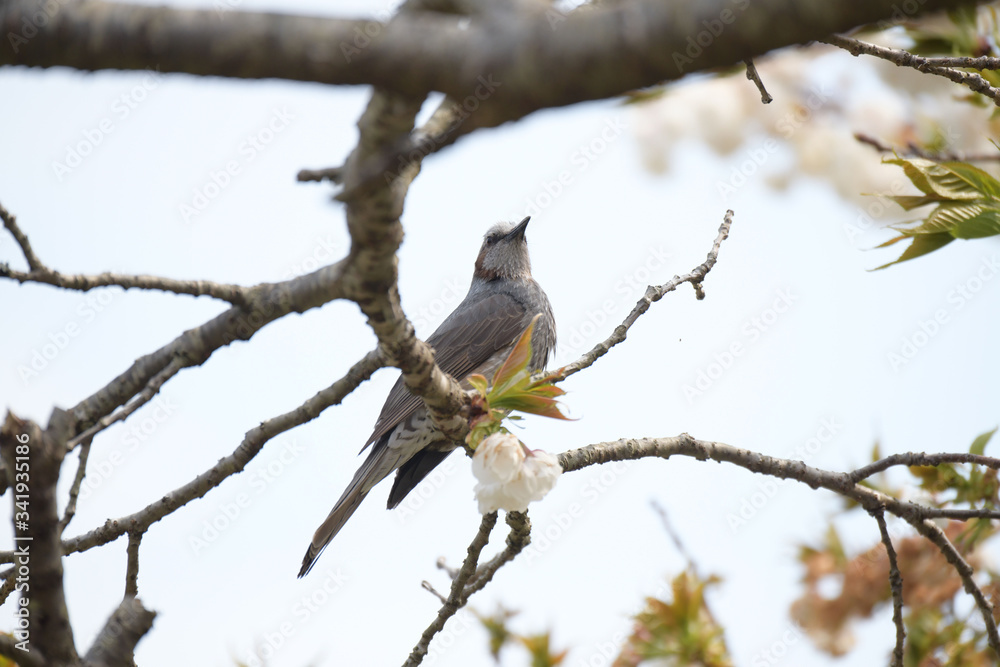 ヒヨドリと桜の木 ヒヨドリと桜の木