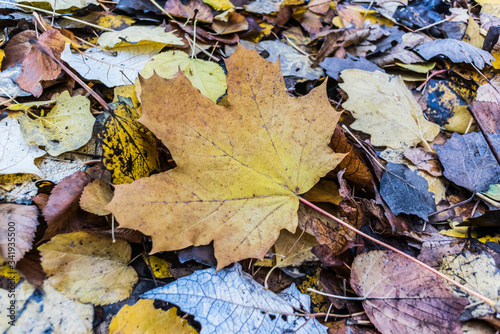 Yellow fallen leaf close-up on the background of other fallen leaves