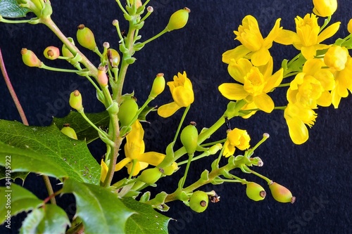 Schöne gelbe Blüten und Knospen einer  Mahonie- Detailaufnahme vor schwarzem Hintergrund - Stillleben photo