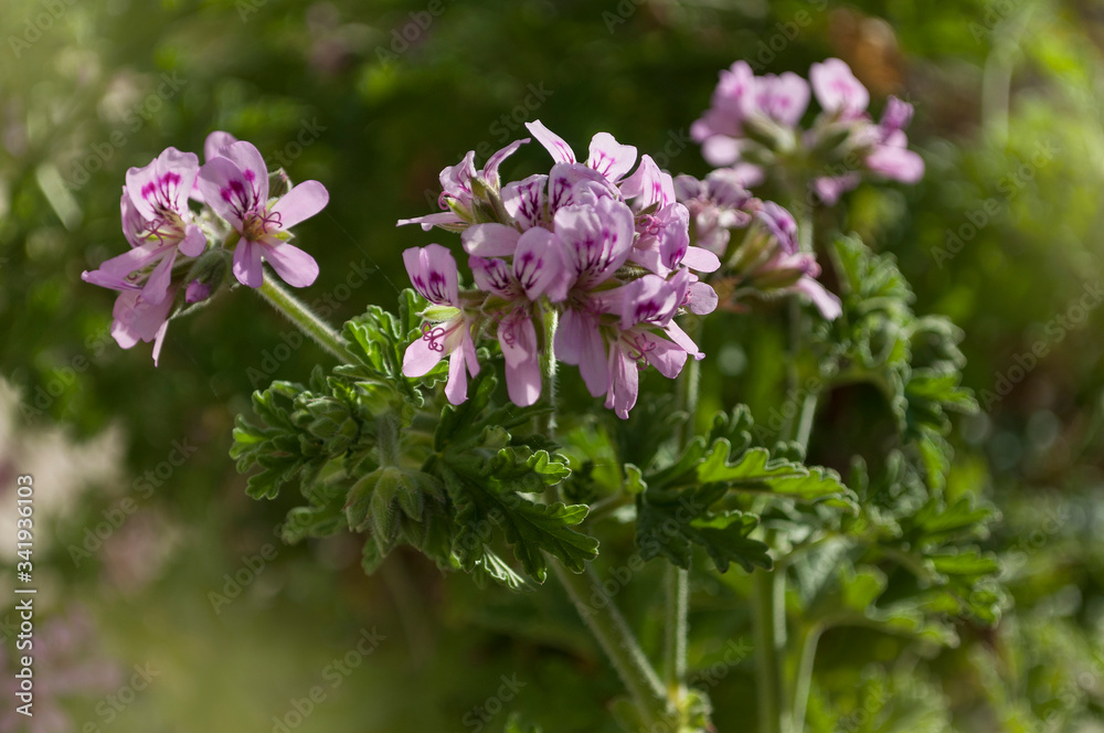 The Pink Flowers Of Pelargonium graveolens In The Spring, Ro The Pink Flowers Of Pelargonium graveolens In The Spring, Ro
