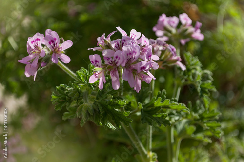 The Pink Flowers Of Pelargonium graveolens In The Spring, Ro