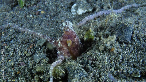 Long Armed Octopus (Abdopus sp.) hunting in the night. Underwater macro 4k video. Diving in Tulamben, Bali, Indonesia.  photo