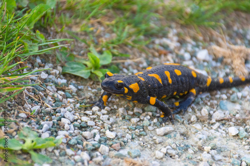 European fire salamander (Salamandra salamandra), a black yellow spotted amphibian in its natural habitat