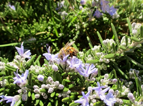 Romarin rampant (Rosmarinus officinalis Prostratus) en fleur, visité par une abeille dans un jardin ensoleillé photo