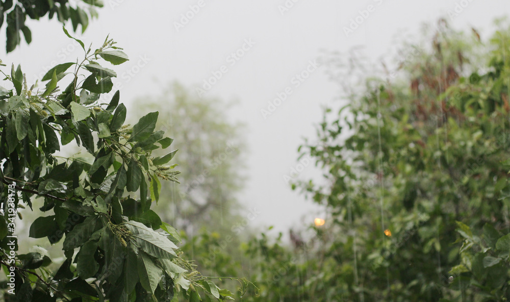 Obraz premium Natural landscape of raining with trees.