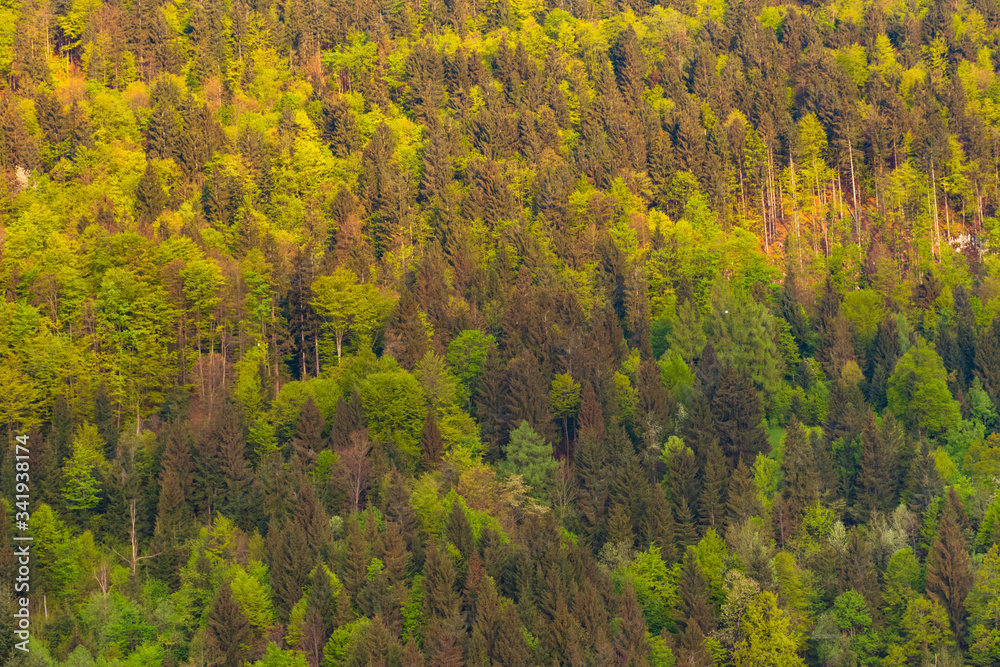 Hill with colorful trees, at sunset, in spring Hill with colorful trees, at sunset, in spring