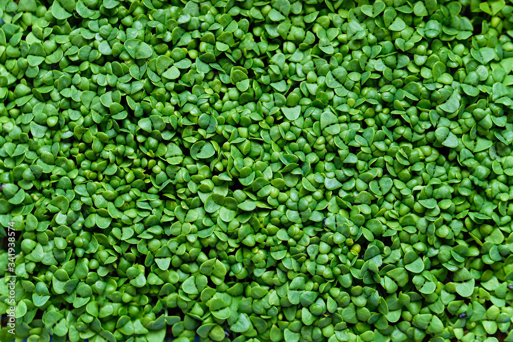 microgreen Foliage Background. pea leaf. sprout vegetables germinated from high quality organic plant seed on linen mat microgreen Foliage Background. pea leaf. sprout vegetables germinated from high quality organic plant seed on linen mat