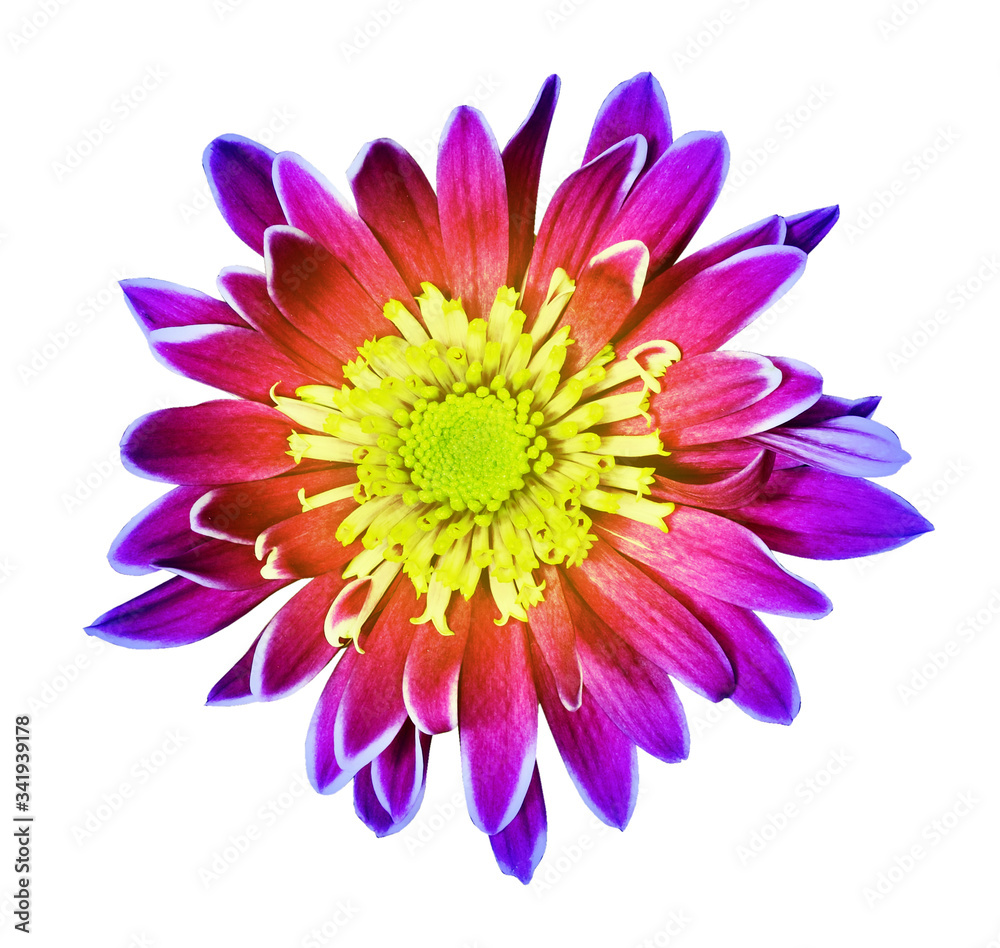 Rainbow chrysanthemum flower