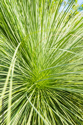 Soft and narrow leaf of Agave succulent plant  Agave Yucca Linearis