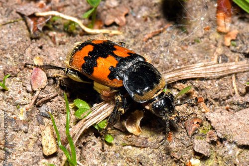 Burying beetle - Gemeiner Totengräber - Käfer (Nicrophorus vespillo) photo