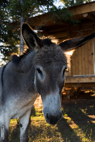 closeup of a gray donkey triston looking at the camera on a farm, at sunset © Eloy