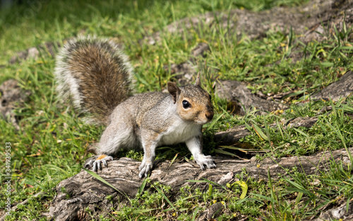 squirrel