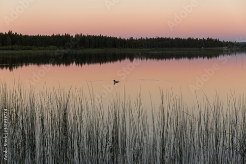 calm water lake that looks like a mirror at sunset, the water reflects the contour of the trees on the coast and the orange colors of the sunset, in the middle of the lake there is a duck and reeds gr