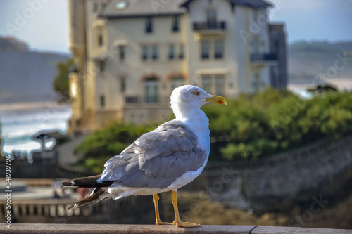 oiseau, mer, mouette, blanc, nature, bec, eau, faune, océan, plage, côte, empennage, goéland, ailes, bleu, ciel, oiseau de mer, ailes, sauvage, debout, Biarritz