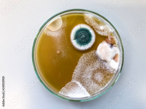 Malt Extract Agar in Petri dish using for growth media to isolate and cultivate yeasts, molds and fungal testing from clinical samples, investigation of environmental contamination source in air room. photo