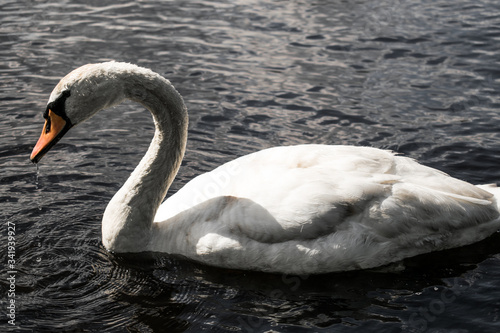 swan