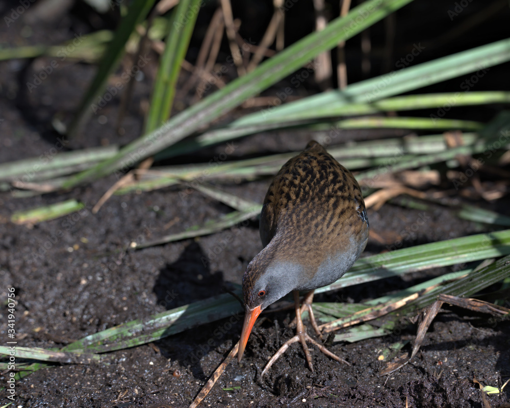 Water rail, Rallus aquaticus on the edge of a reed bed Water rail, Rallus aquaticus on the edge of a reed bed