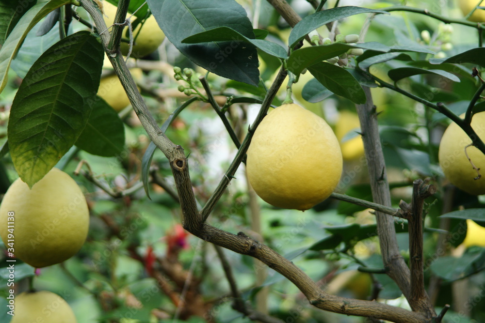 On the tree hang ripe lemon a few fresh, delicious fruit of the lemon is illuminated by the sun