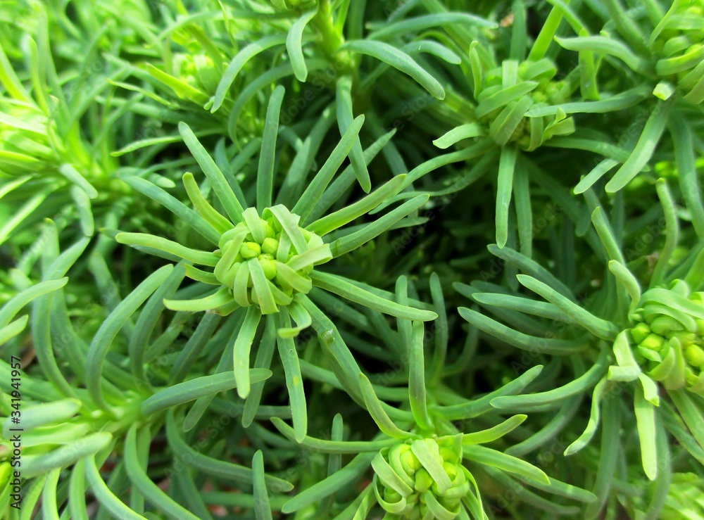 Detail of a flowerbed of Cypress Euphorbia (Euphorbia cyparissias) in bud, creating a green plant background. Detail of a flowerbed of Cypress Euphorbia (Euphorbia cyparissias) in bud, creating a green plant background.