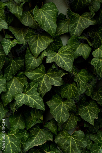 dark green ivy leaves in summer, texture © Ирина Журавлева