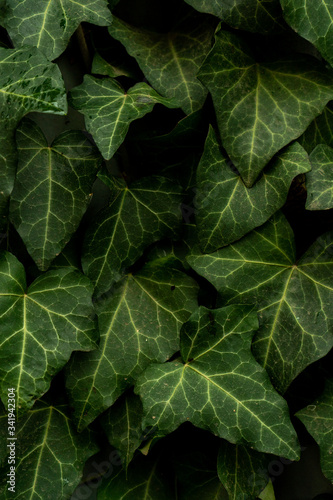 dark green ivy leaves in summer, texture