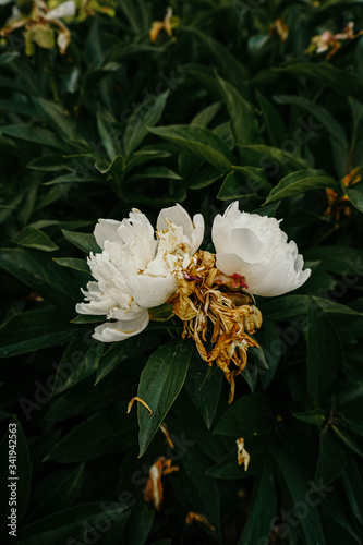 two white peonies and one wilted on a bush in the garden in autumn