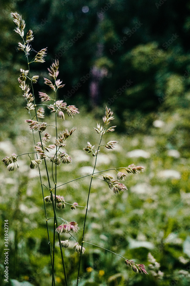 green blade of grass in the garden in summer green blade of grass in the garden in summer