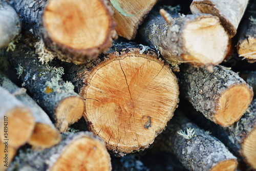 .Oak wood cut with nice textures.