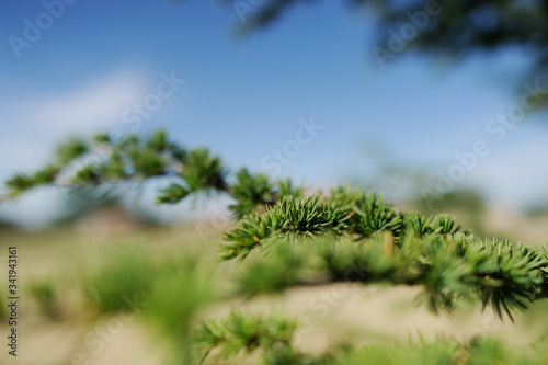 Detail shot of pine branch with beautiful colors and unfocused background.