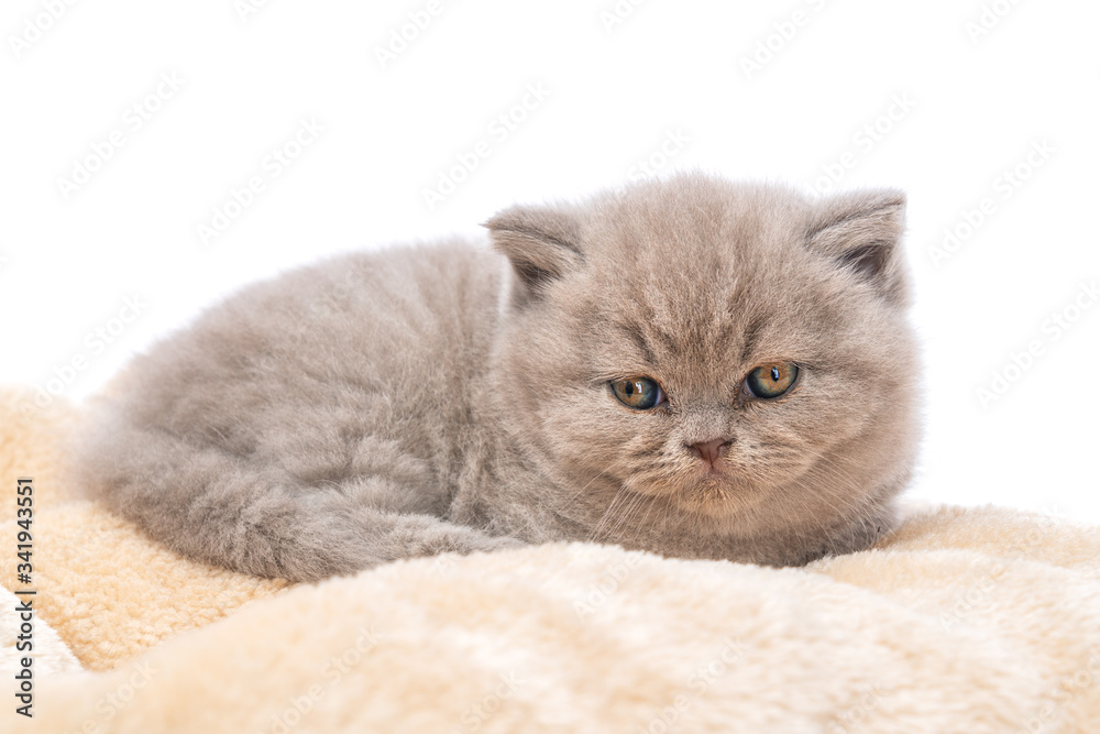 Lop-eared British little kitten lying on a pillow looking forward on a white background.