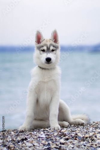 Siberian Huskies on a beach