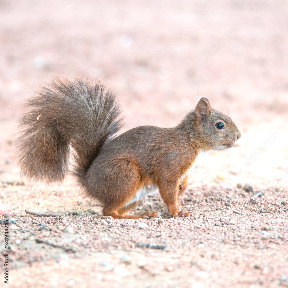 Obraz premium écureuil roux - Red squirrel