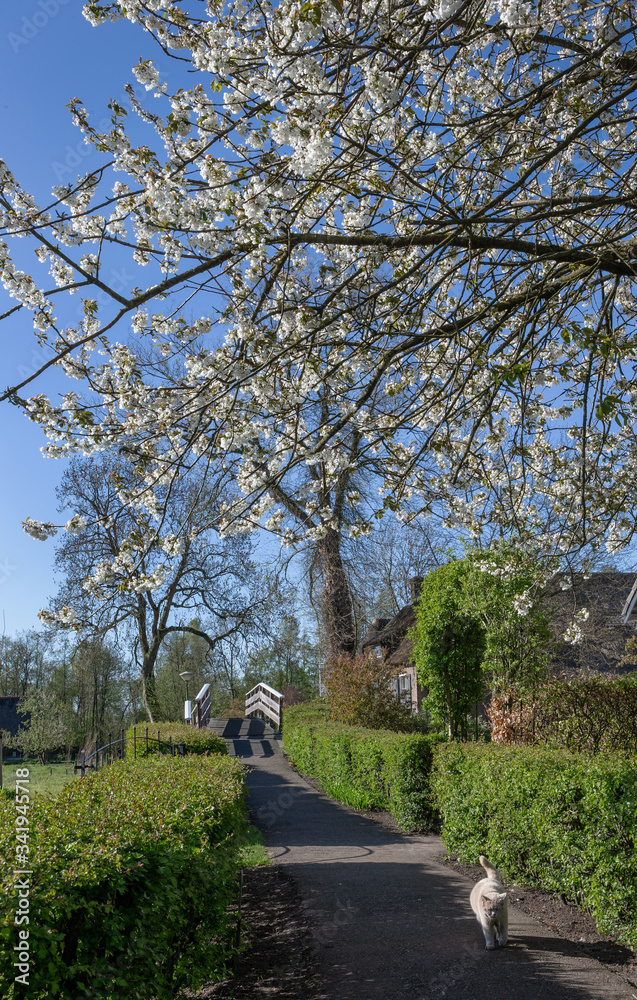 Giethoorn Overijssel Netherlands. During Corona lock-down. Empty streets, paths, bridges and canals. Giethoorn Overijssel Netherlands. During Corona lock-down. Empty streets, paths, bridges and canals.