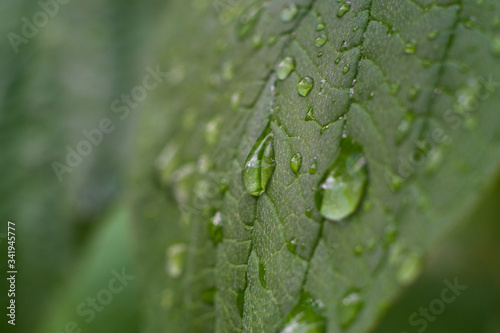 Raindrops on a green leaf